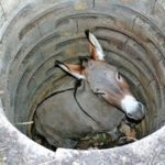 La mula y el pozo