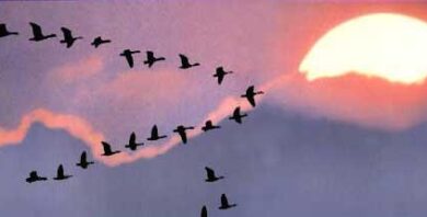 El Vuelo de los Gansos