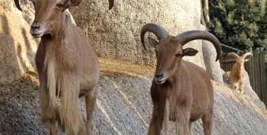 Las cabras monteses y el cabrero