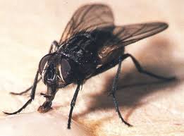 La mosca