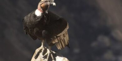 Los Pavos No Vuelan